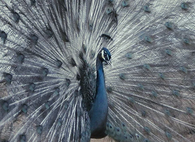 Продається яйце інкубаційне, курчата. Павич (Павлін) Бронзовий- фото № 8