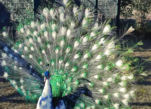 Продається яйце інкубаційне- фото № 3