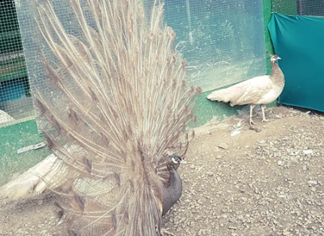 Продається яйце інкубаційне, курчата. Павич (Павлін) строкатий(індійський), опаловий(інд.)- фото № 3