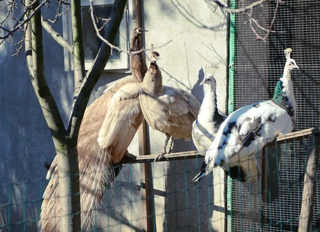 Продається яйце інкубаційне, курчата. Павич (Павлін) строкатий(індійський), опаловий(інд.)- фото № 4