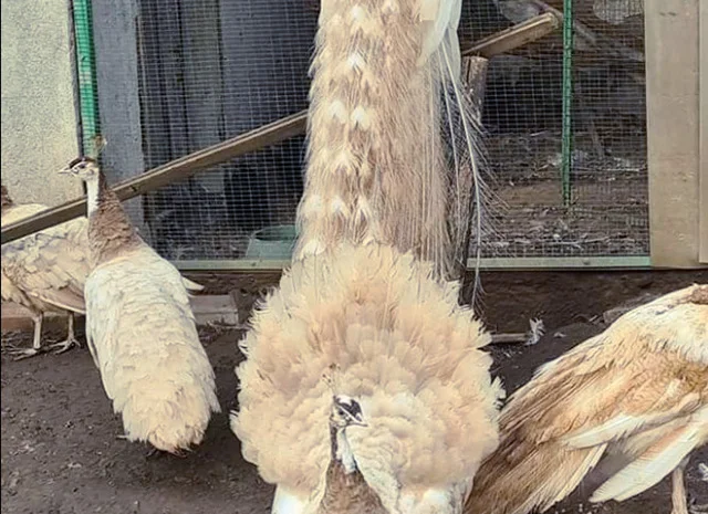 Продається яйце інкубаційне, курчата. Павич (Павлін) строкатий(індійський), опаловий(інд.)- фото № 5