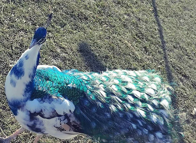 Продається яйце інкубаційне, курчата. Павич (Павлін) строкатий(індійський), опаловий(інд.)- фото № 7