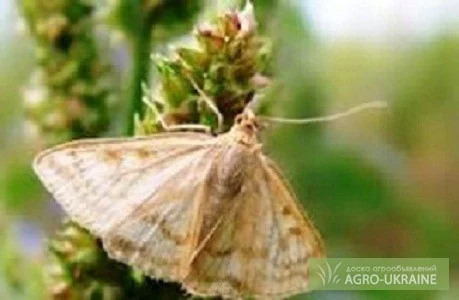 20% экстракт восковой моли- фото № 1