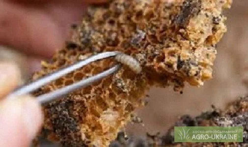 20% экстракт восковой моли- фото № 3