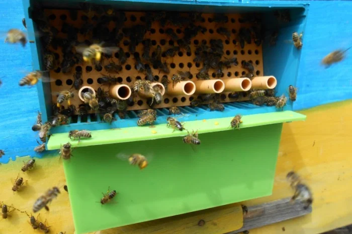 Квітковий пилок / бджолина обножка / пыльца- фото № 4