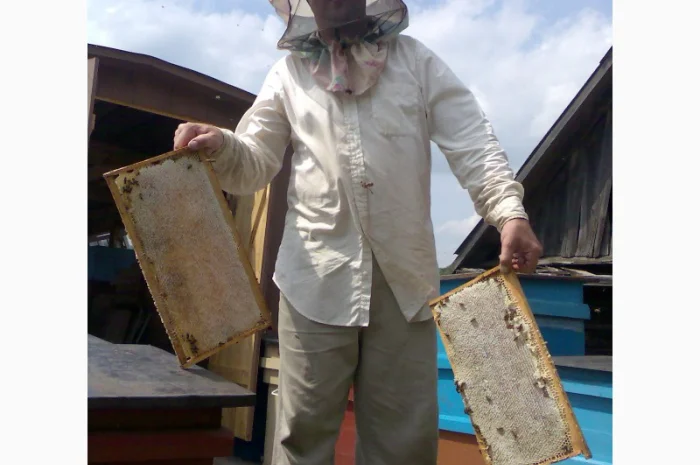 Продаю бджолиний пилок 2024 року- фото № 3