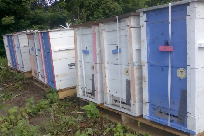 Продаю бджолиний пилок 2024 року- фото № 4