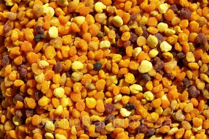 Пилок. Бджолина пильца- фото № 1