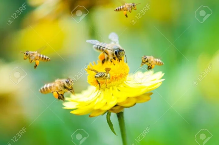 Купую мед бджолиний та продукцію бджільництва- фото № 1