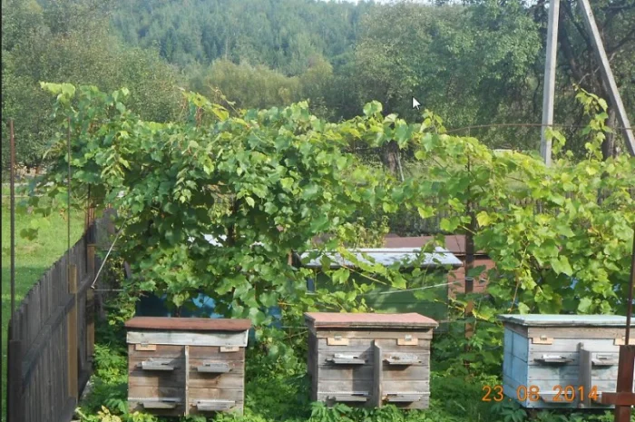 Вушні свічки для здоров'я- фото № 2