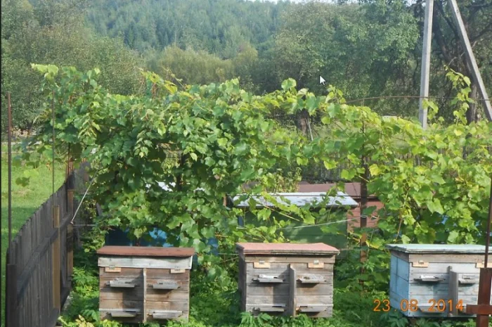 Крем для обличчя 30 плюс- фото № 1