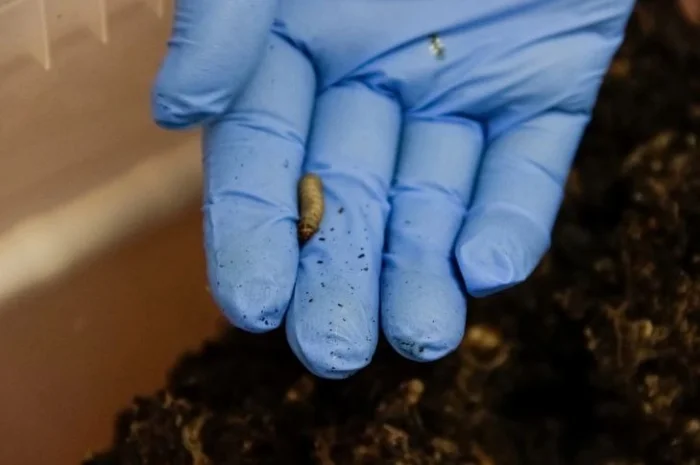 Настойка восковой моли экстракт пчелиной огневки- фото № 2