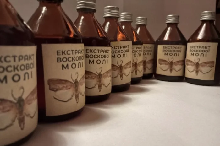 Настоянка воскової молі- фото № 8
