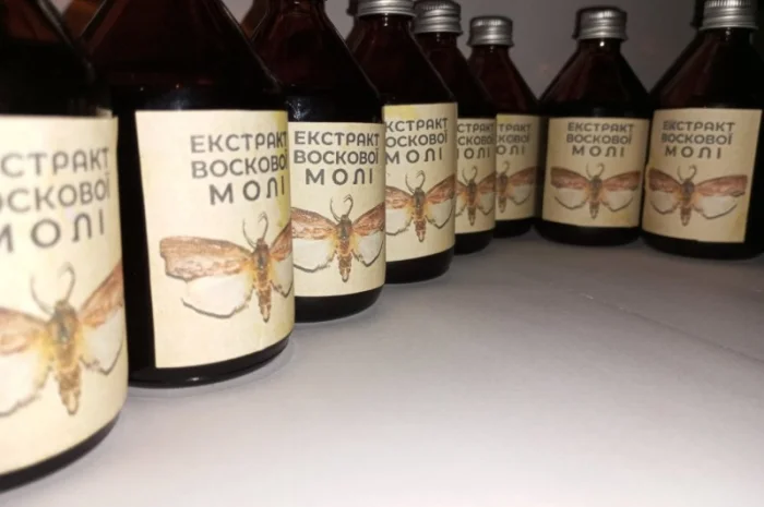 Настоянка воскової молі- фото № 9