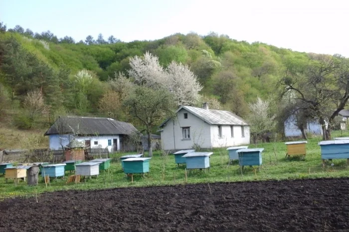 Продам МЕД, забрус, ПИЛОК, прополіс- фото № 3
