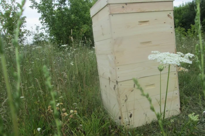 Вулик, улики, улья для бджіл- фото № 3