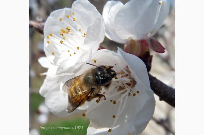 Продам кокони бджіл запилювачів саду осмій- фото № 1