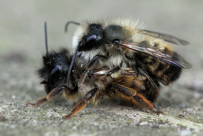 Продам кокони бджіл запилювачів саду осмій- фото № 2