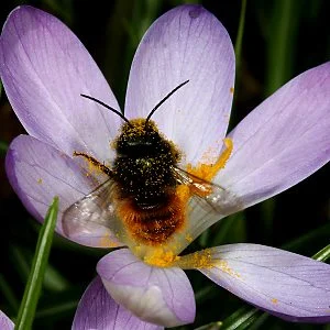 Продам кокони бджіл запилювачів саду осмій- фото № 3