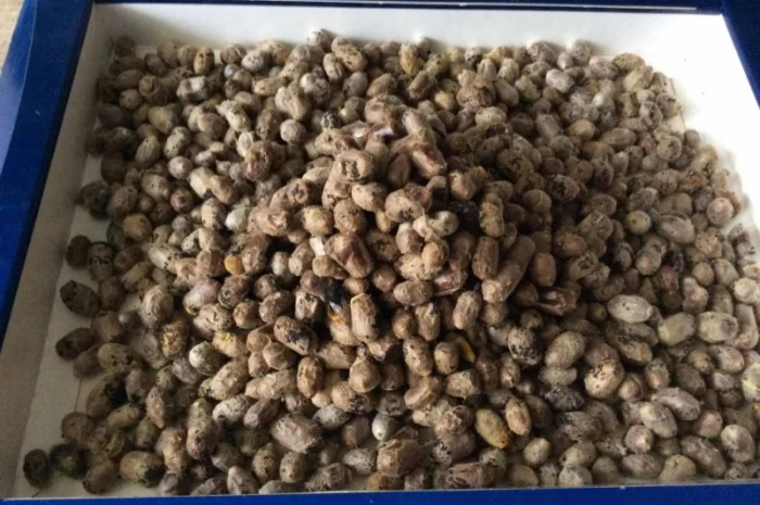 Продам кокони бджіл запилювачів саду осмій- фото № 5