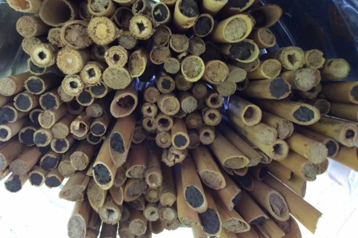 Продам кокони бджіл запилювачів саду осмій- фото № 6