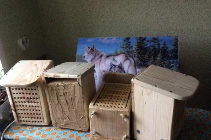 Продам кокони бджіл запилювачів саду осмій- фото № 7