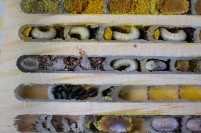 Продам кокони бджіл запилювачів саду осмій- фото № 8