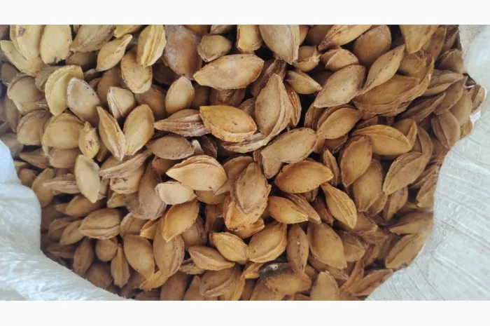 Продам кісточку абрикосову- фото № 1