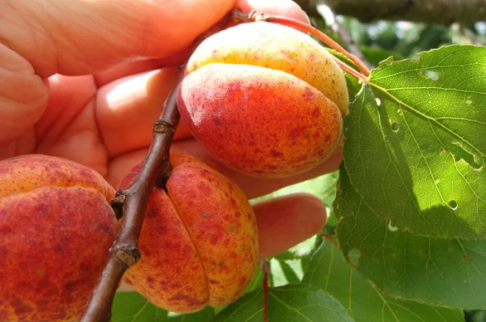 Продам саджанець Абрикос садовий урожайний- фото № 1