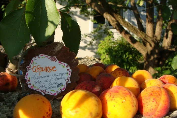 Продам саджанець Абрикос садовий урожайний- фото № 2