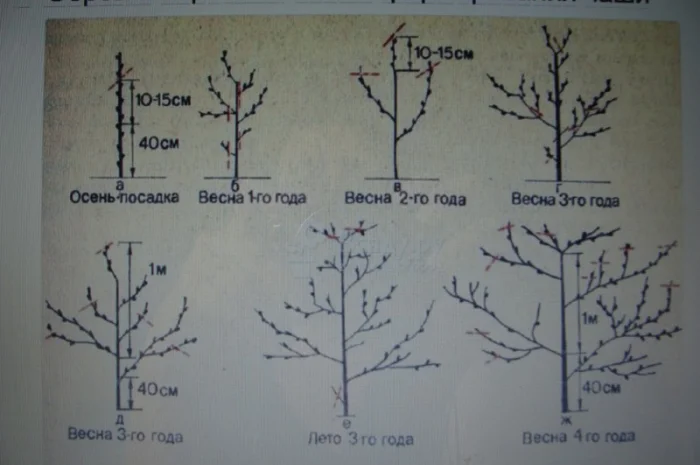 Продам саджанець Абрикос садовий урожайний- фото № 5