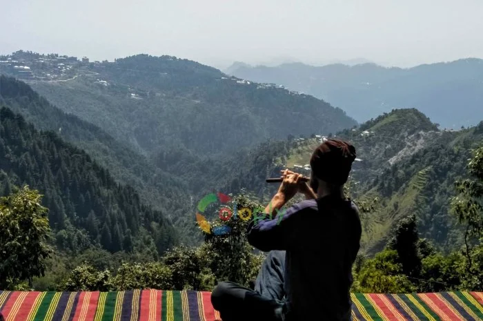 Продам саджанець Абрикос садовий урожайний- фото № 7