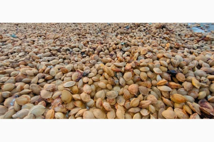 Абрикосова кісточка- фото № 1