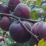 Абрикос “Чорный Бархат” 2-х летний- фото № 1