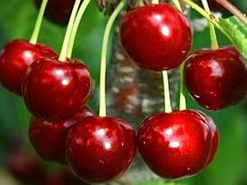 Набор 2х летних саженцев 3шт. (абрикос, вишня, нектарин)- фото № 2