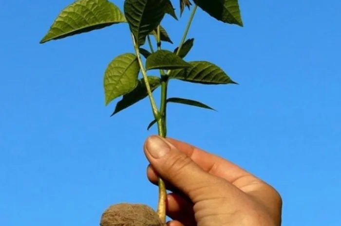 Сіянці волоського горіха для озеленення 2 та 3 річні (Україна)- фото № 1