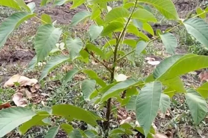 Сіянці волоського горіха для озеленення 2 та 3 річні (Україна)- фото № 2