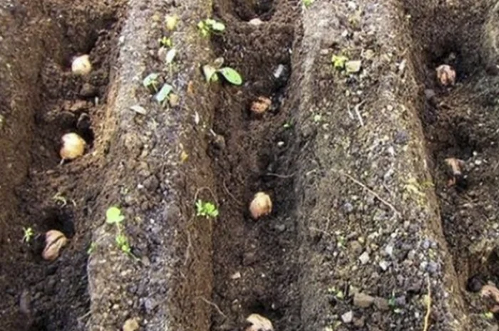 Сіянці волоського горіха для озеленення 2 та 3 річні (Україна)- фото № 3