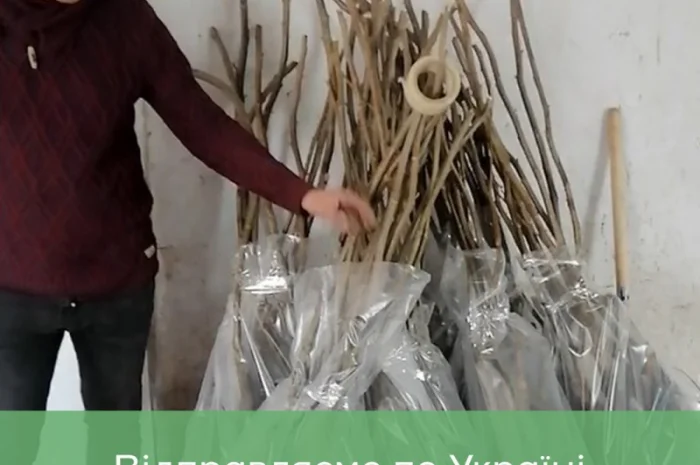 Сіянці волоського горіха для озеленення 2 та 3 річні (Україна)- фото № 4