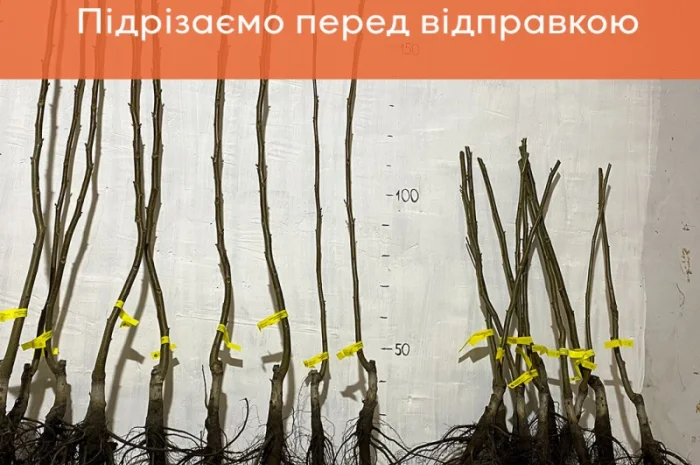 Сіянці волоського горіха для озеленення 2 та 3 річні (Україна)- фото № 5