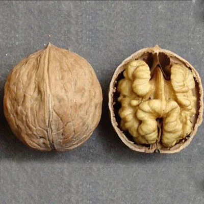 Привиті саджанеці волоського горіху сорт Пісчанський- фото № 1