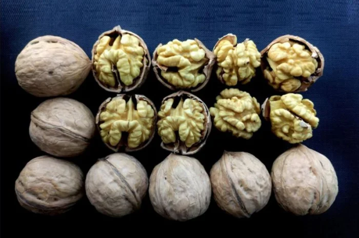 Привиті саджанеці волоського горіху сорт Пісчанський- фото № 2