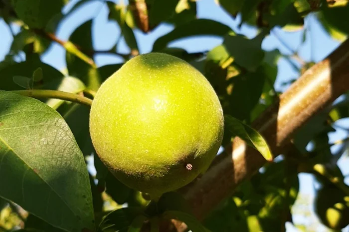 Привиті саджанеці волоського горіху сорт Пісчанський- фото № 4