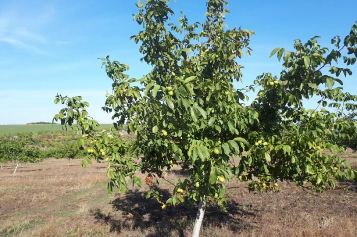 Привиті саджанеці волоського горіху сорт Пісчанський- фото № 5