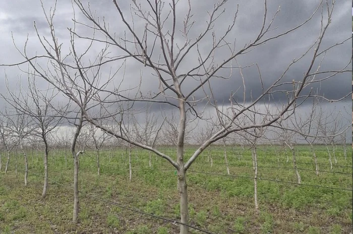 Привиті саджанеці волоського горіху сорт Пісчанський- фото № 6