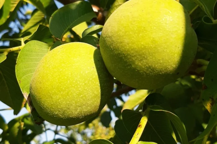 Привиті саджанеці волоського горіху сорт Чернівецький 1- фото № 1