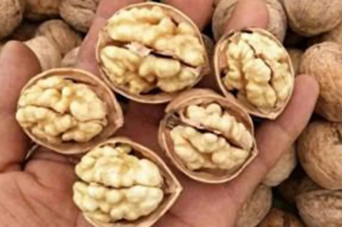 Привиті саджанеці волоського горіху сорт Чернівецький 1- фото № 2