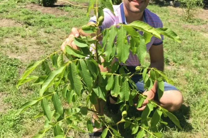 Привиті саджанеці волоського горіху сорт Чернівецький 1- фото № 3