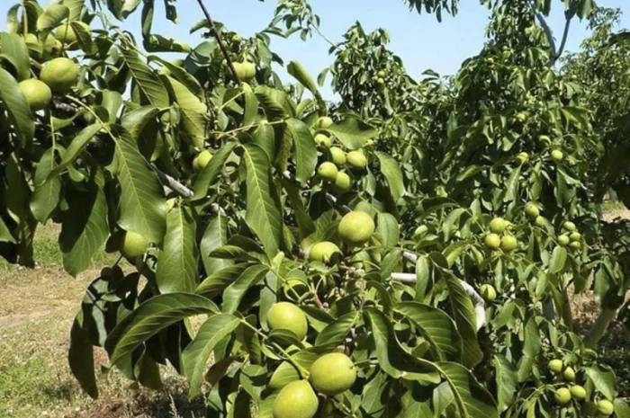 Привиті саджанеці волоського горіху сорт Чернівецький 1- фото № 4