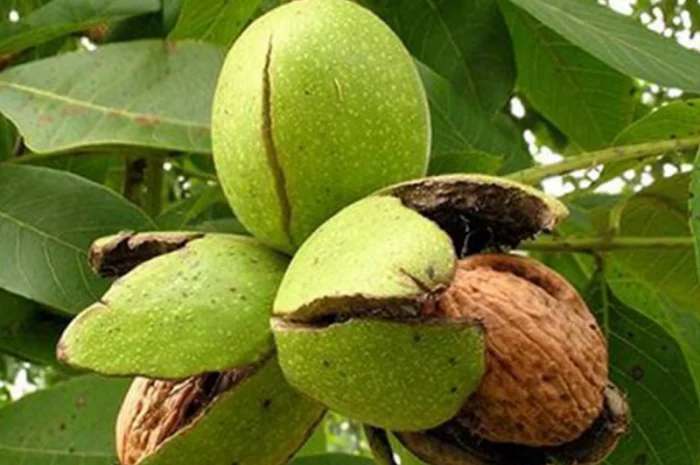 Привиті саджанеці волоського горіху сорт Чернівецький 1- фото № 5